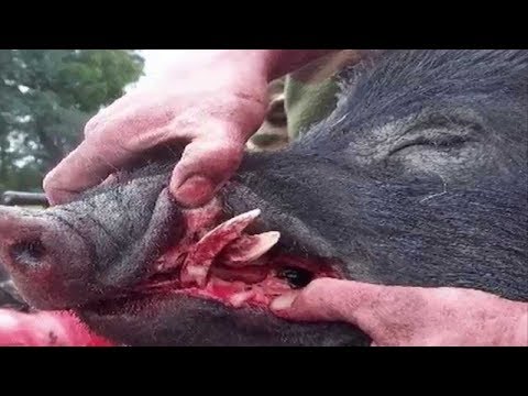 Video: Bacon Müdahale Ekibi: Polis Memuru, İki Domuzu Terapi Hayvanları Olmak İçin Eğitiyor