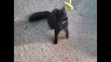 snail pancake: cat version only