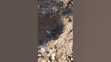 100 Years Old #metaldetecting #metaldetector #findinghistory #relics #minelab #manticore #trending