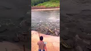 Мужчина кормил крокодилов пока один не вышел из толпы