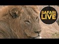 safariLIVE - Sunrise Safari - July 8, 2018 (Part 2)