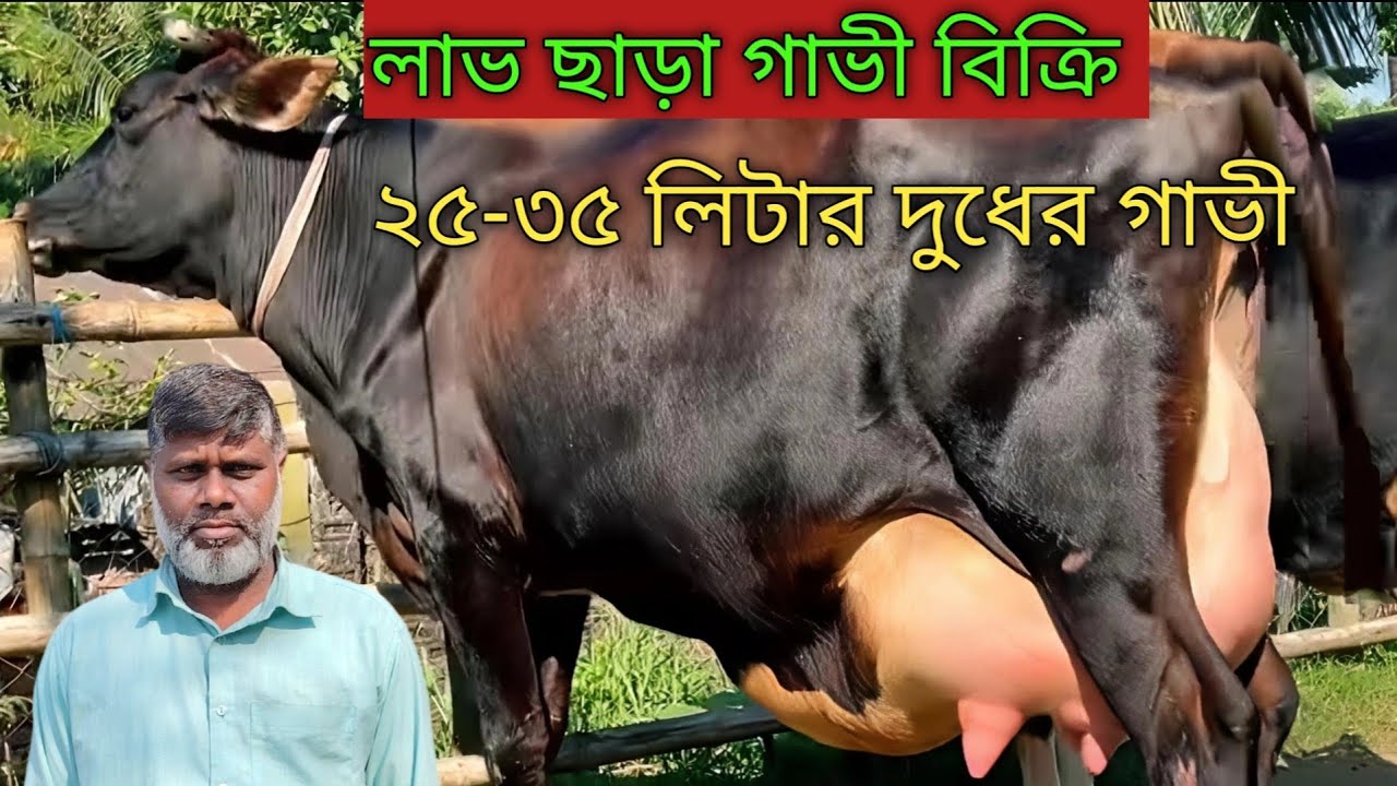 লস দিয়ে গরু বিক্রি করছেন মোশাররফ কাকা? দেখুন ২৫-৩৫ লিটার দুধের গাভী কালেকশন!