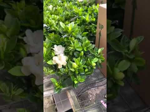 Video: What Is An Everblooming Gardenia – Information om Gardenia Veitchii