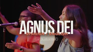 Agnus Dei // Spanish + English by Capital Life Church 172 views 2 weeks ago 4 minutes, 6 seconds