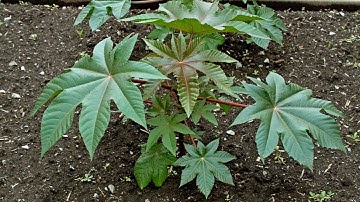 एपेंडिक्स रोगो (Appendicitis) में अरंड का आयुर्वेदिक लाभ | Acharya Balkrisha