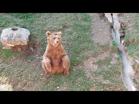 So let me see that bear nails | Brown bear | The Pets Team