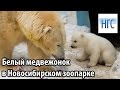 Первые шаги белого медвежонка в зоопарке Новосибирска. Bear in Novosibirsk Zoo