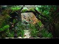 [4K]Spring water- Relaxing Aquatic Life - Real Aquatic| Neon Tetra Fish - No Loop - Water sounds
