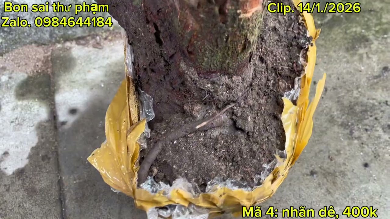 Clip, 14/1. Duối, bạch chỉ, nho rừng, hoa dẻ, hải châu lá lớn, sầm móc, thị lọ nồi, sim , chành rành