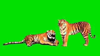 HARIMAU GREEN SCREEN FHD