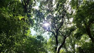 Sunlight through Forest Canopy | Windy Nature Ambience