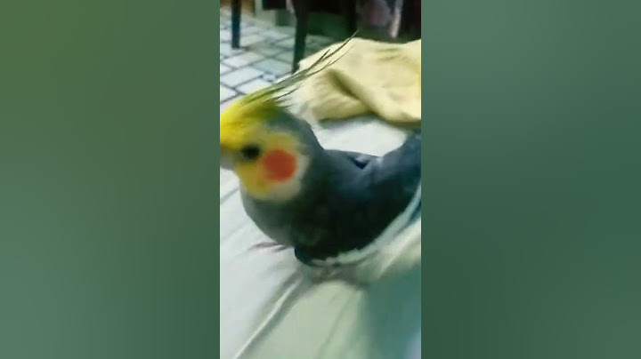 pearl is playing hide and seek #cockatiel #viralshorts #birds #parrot #kids