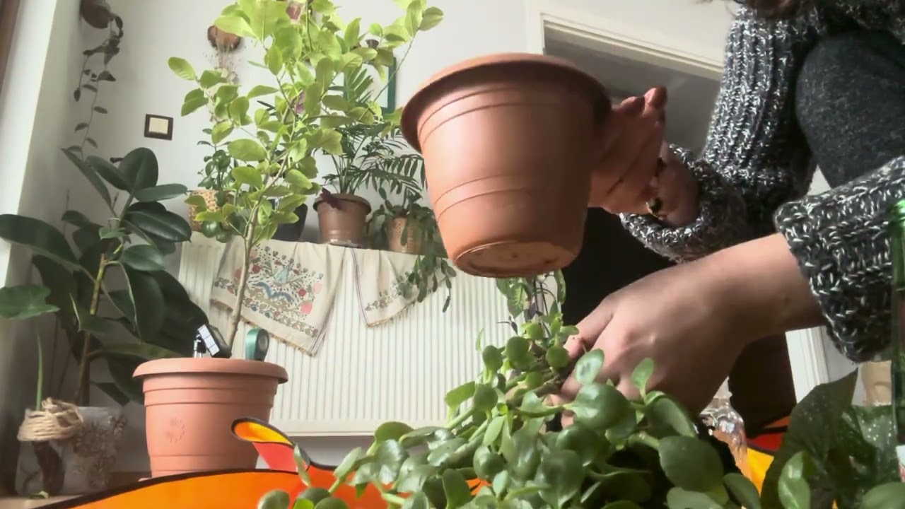 Çilli begonyamı köklendirdim! Kalanşoları suya aldım çilli begonyayı diktim🪴