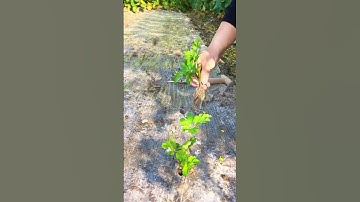 Easy technique for planting celery using simple tools #farming #agriculture #shorts #shortvideo