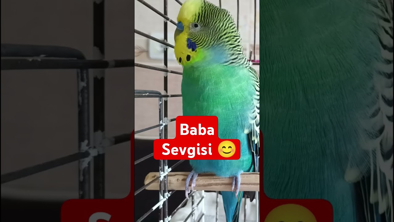 Baba Sevgisi #konuşankuş #konuşanmuhabbetkuşu #muhabbetkuşu #muhabbetkuşukonuşması #birds #birdsong