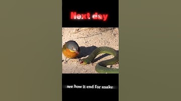 snake vs bird #trending #animal #nature #animalnature