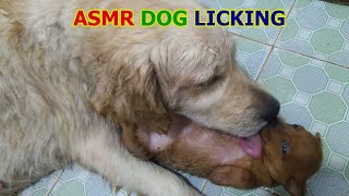 Golden Retriever Cleaning Tiny Puppy  ASMR Dog Licking