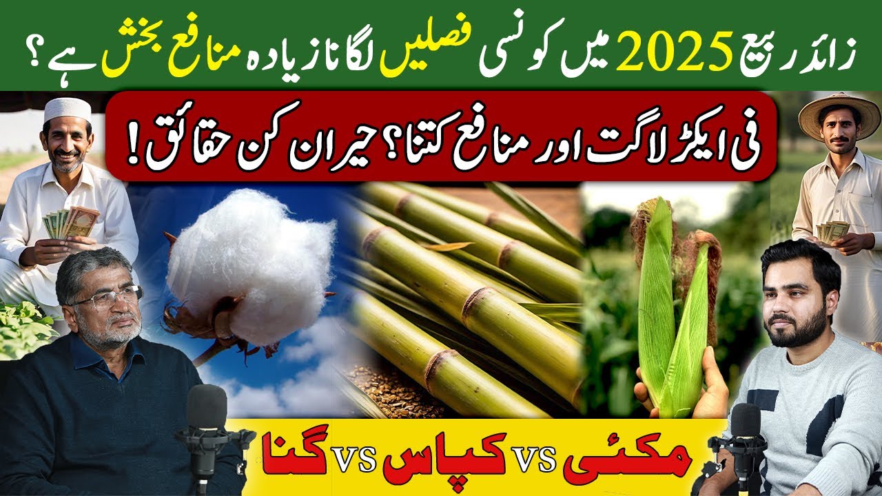 Rabi Season Crops 2025: Sugarcane vs Cotton vs Maize | Best Crop to grow for Profit | AgriCast EP 28