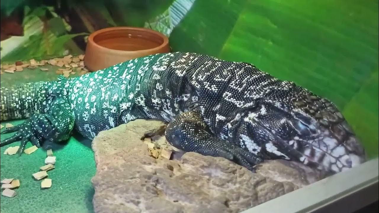 Террариум в Минском зоопарке - YouTube