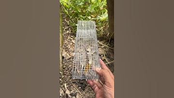 Thăm bẫy rắn mối