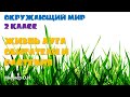 Окружающий мир 2 класс Жизнь луга. Его обитатели и растения. Миллер О.Н.