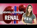 Sistema Excretor/Urinário: Aula 1/2. Anatomia e Fisiologia Renal