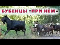 Новый козел