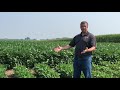 2021 FOCUS site tour - Soybean Planting Date