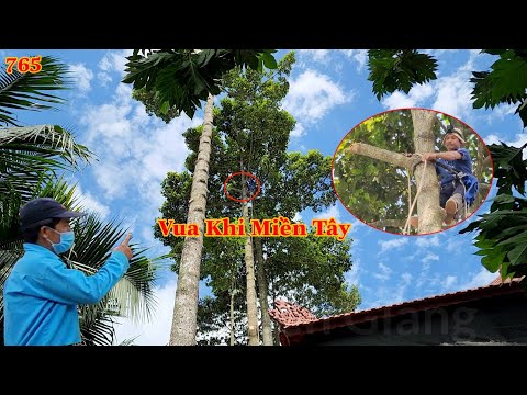 Video Vua Khỉ Miền Tây cưa mé nhánh cây Dầu , nhánh đã gãy... - youtube