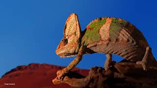 2024 Lg Qned Ai The Great Journey Of New Qned Lg Canada