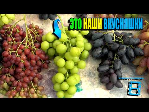 THE MOST DELICIOUS GRAPES IN OUR VINEYARD. NORTHERN GRAPES 26-02