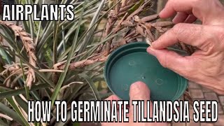 Propagating Tillandsia from seed. Tricks to germinating Air plants.