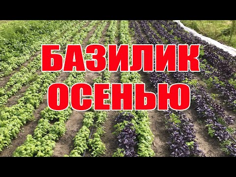 Базилик осенью -  БИЗНЕС или ПРОВАЛ ?