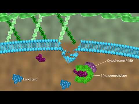 Video: Wat is een actinomycotische infectie?