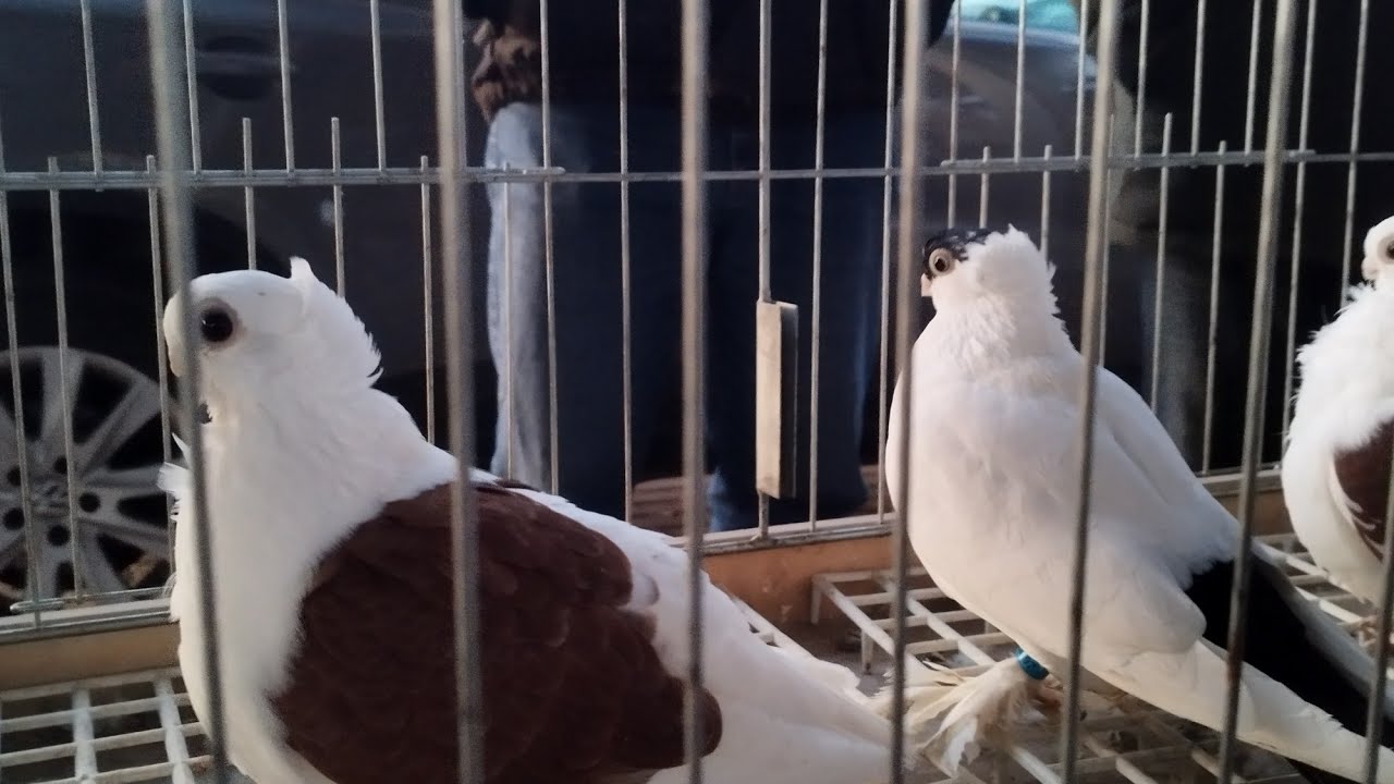 GOŁĘBIE RYNEK GRAJEWO część 2 🤝👍😉👍😉👁️👀 16.3.2025