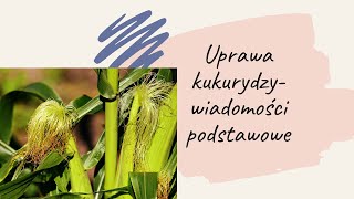 Podstawowe wiadomości dotyczące uprawy kukurydzy