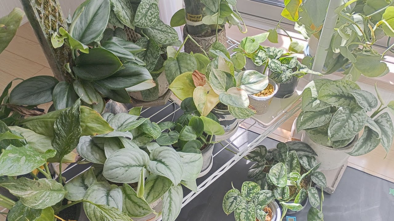 Observations of Scindapsus: Differences in growth observed when 15