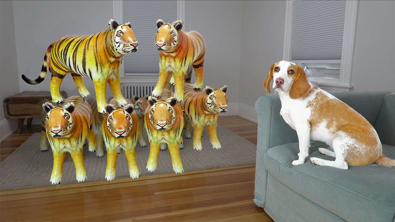 Dog vs Tigers Prank: Funny Puppy Dog Indie Battles Tigers!