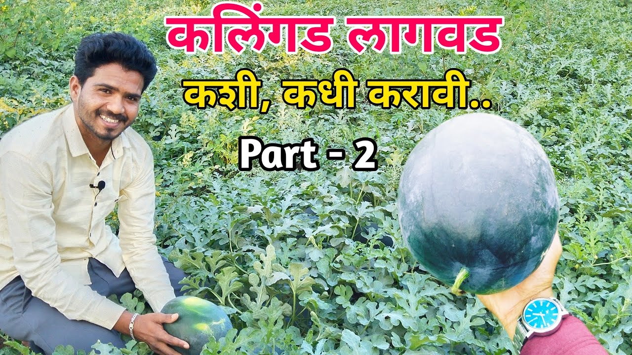कलिंगड लागवड कशी करावी | कलिंगड लागवड कधी करावी लागते | #PracticalFarming #kalingad #tarbuj