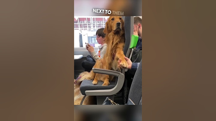 This dog makes friends with every stranger 😂❤️