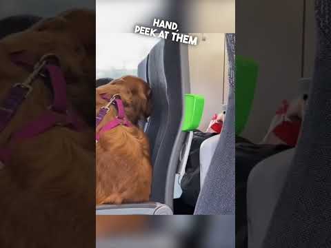 Video: Åtte Toasty Tips å holde din eldre hund varm utendørs denne vinteren