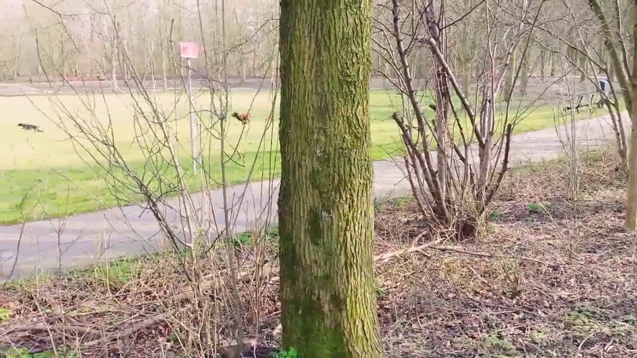 Racen met een windhond!