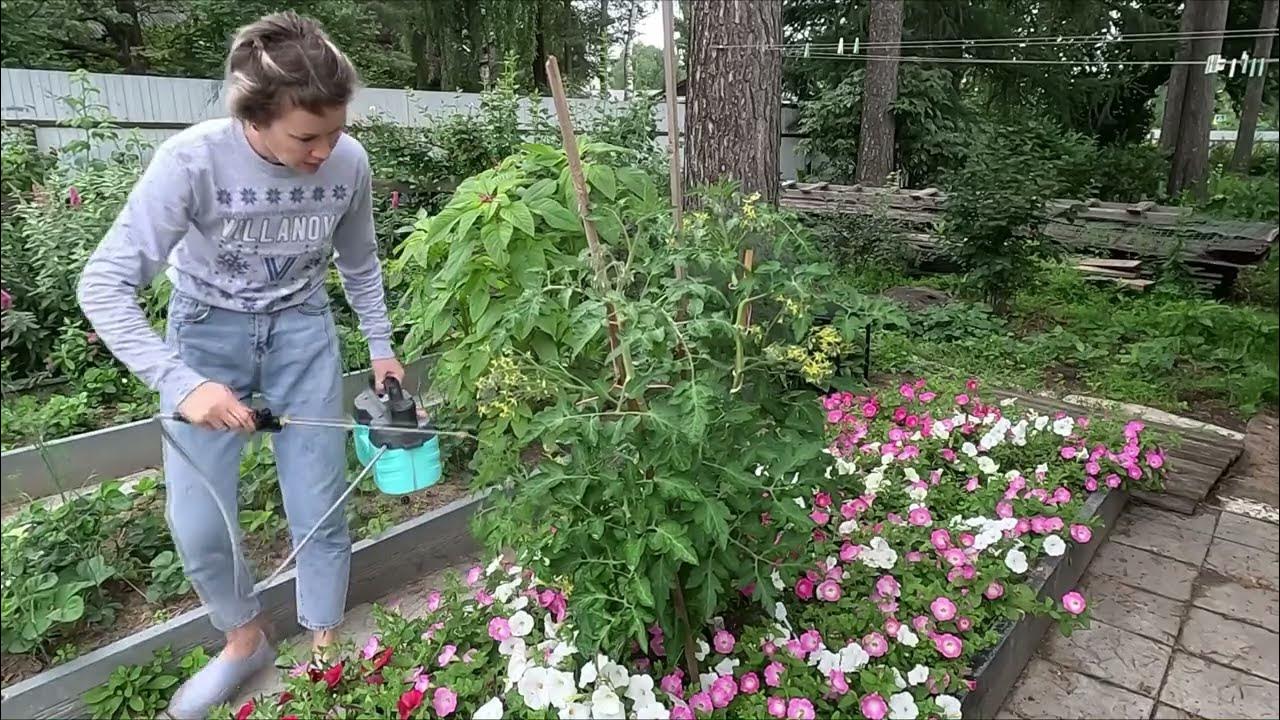 ПРОФИЛАКТИКА ВЕРШИННОЙ ГНИЛИ НА ТОМАТАХ. - YouTube