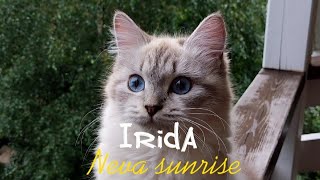 Irida | Neva sunrise by Neva Sunrise  205 views 1 year ago 49 seconds
