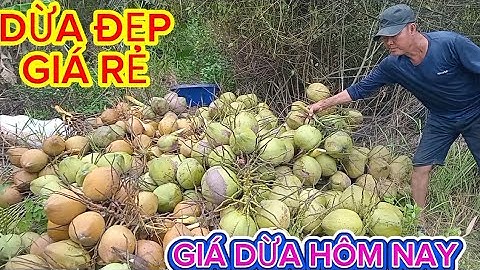 Nay hái dừa rất đẹp giá rất rẻ .giá dừa hôm nay bao nhiêu nha#quocduavlog 