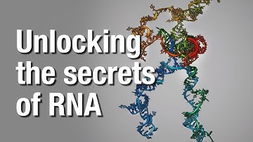 The first-ever full 3-D structure of a heart RNA molecule