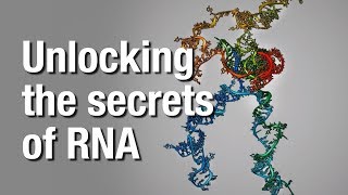 The First-Ever Full 3-D Structure Of A Heart Rna Molecule