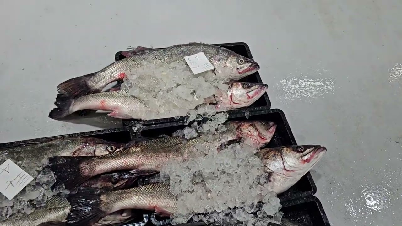 2026년2월24일 목포선어위판장영상 주문문의 ☎️010-6661-0165 참돔,병어,쥐치,백조기,잡어,통치