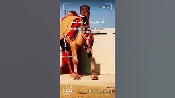 أفلا ينظرون إلى الإبل كيف خلقت || سورة الغاشية || تلاوة رائعة || Surah Ghãshiya