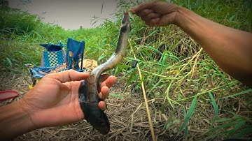 Câu cá Suối | giật cá chạch bằng cần tre nước nhỏ may mắn được cá chạch to